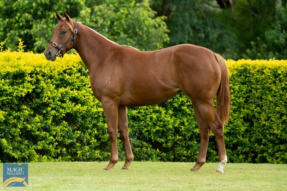 Horses Available Ares Racing Australia Race Horses for Sale